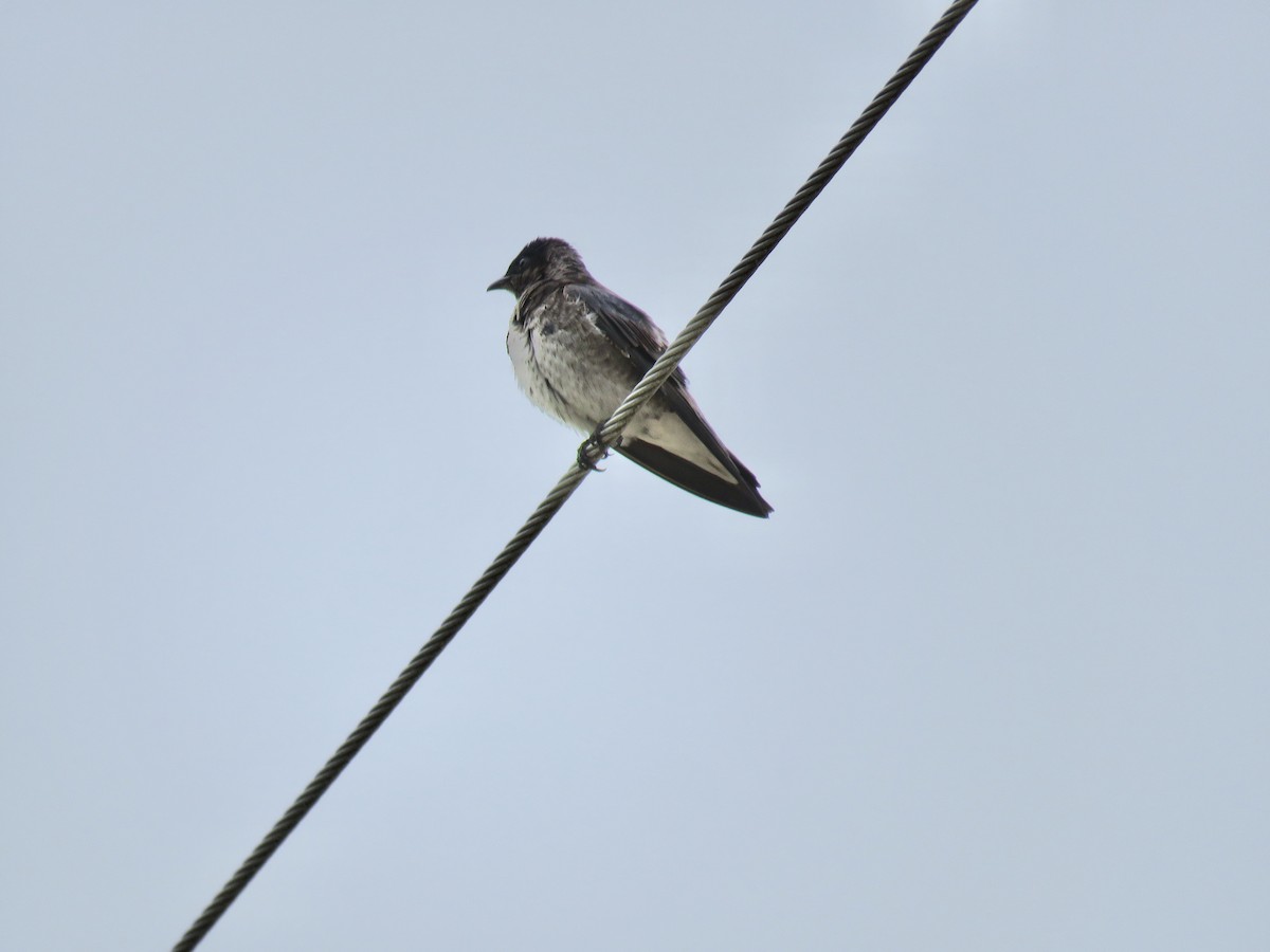 Purple Martin - ML236052411