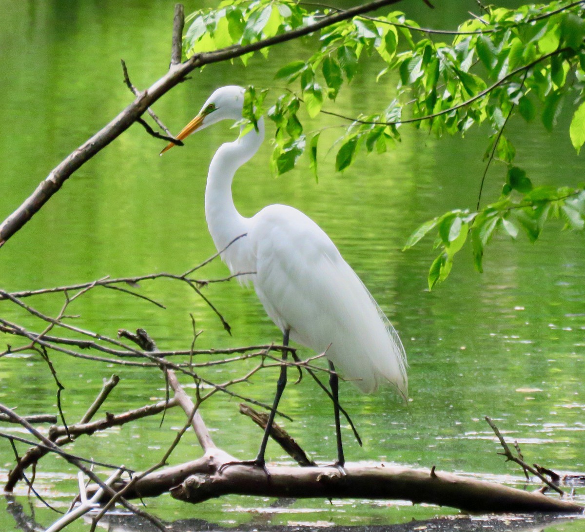 Great Egret - ML236055101