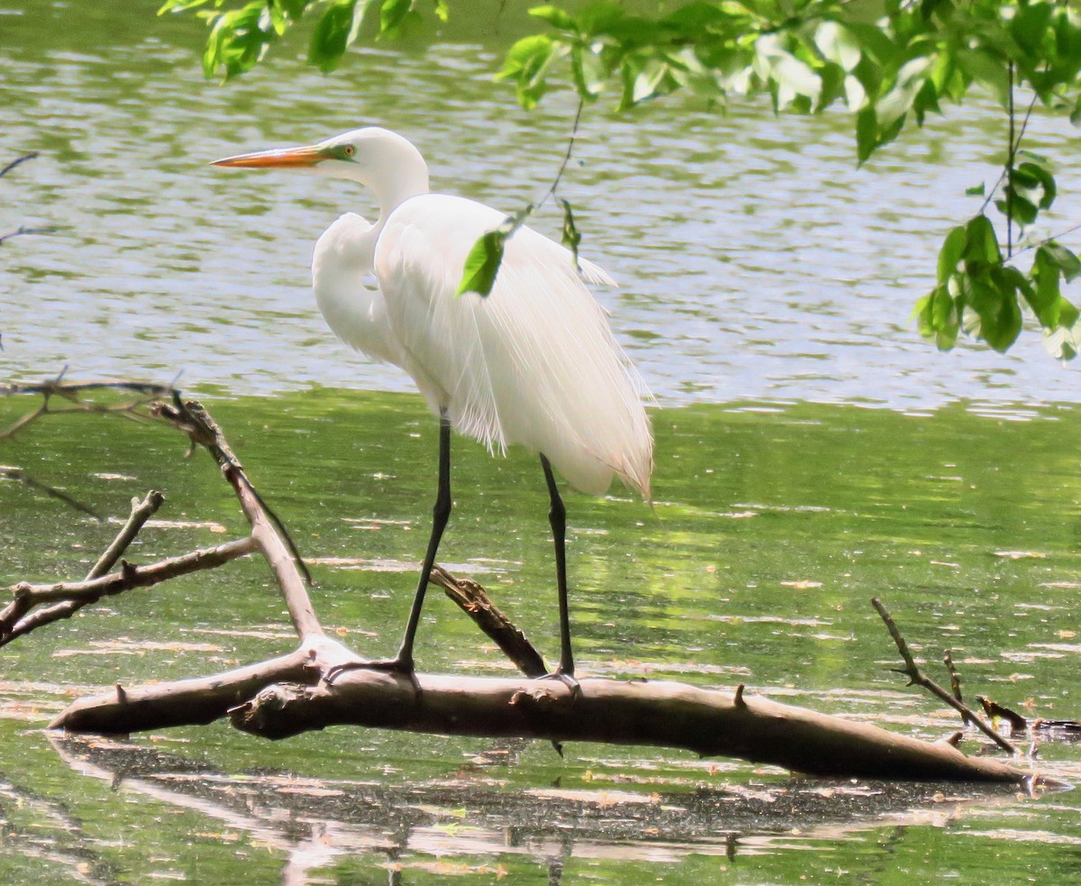 Great Egret - ML236055161