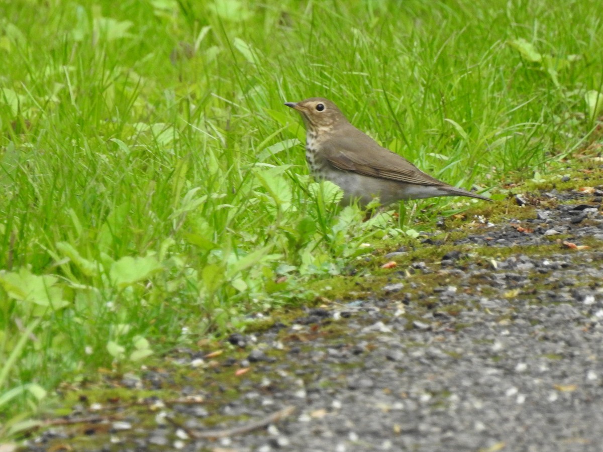 Swainson's Thrush - ML236055871