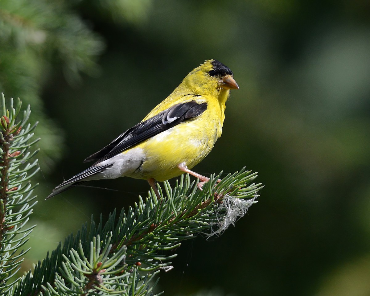 American Goldfinch - ML236056101