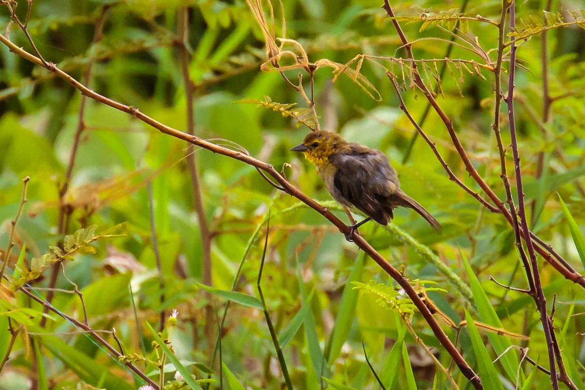 Yellow-hooded Blackbird - ML236056551