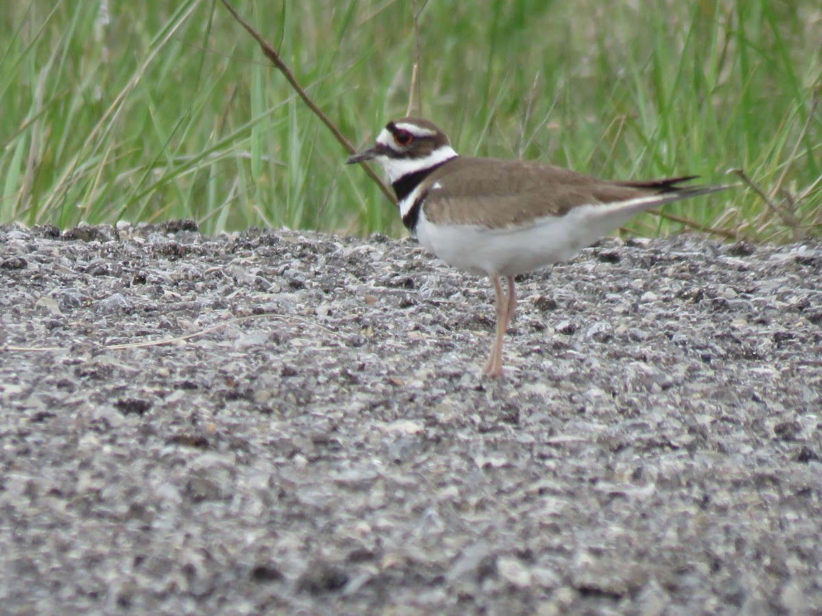 Killdeer - ML236057321