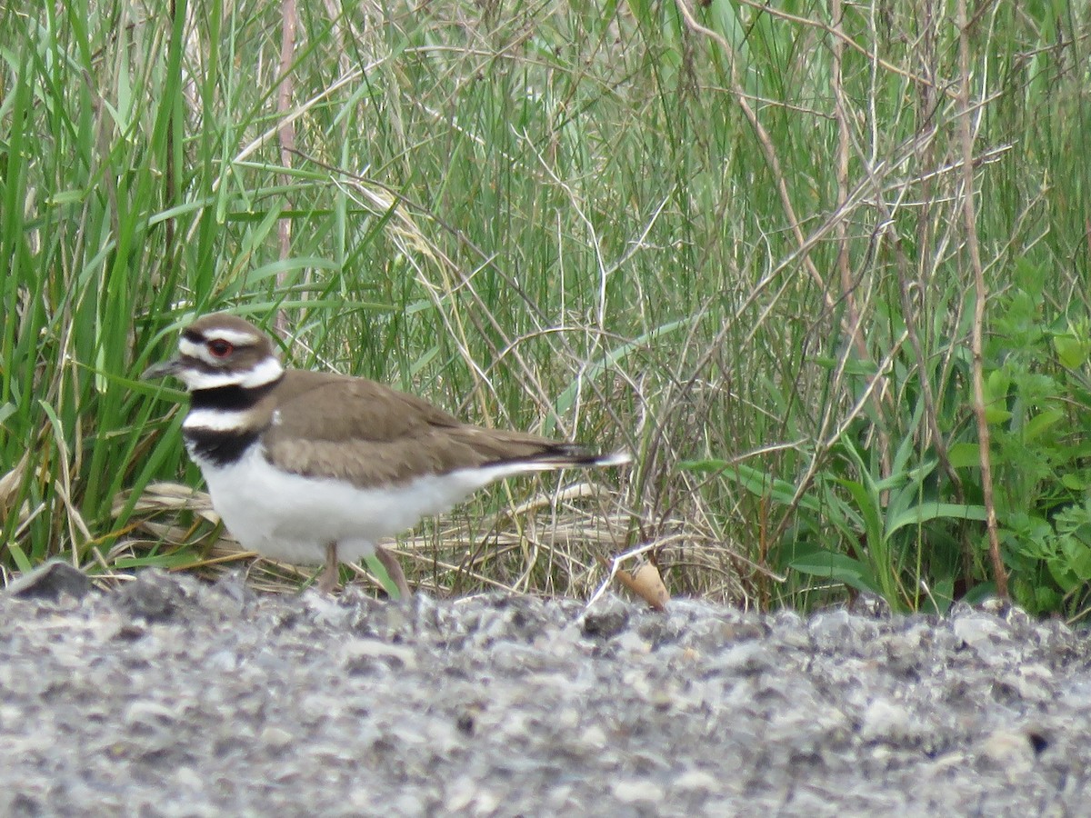 Killdeer - ML236057441