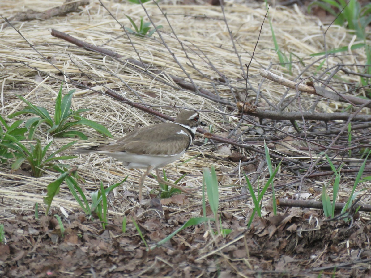 Killdeer - ML236057581