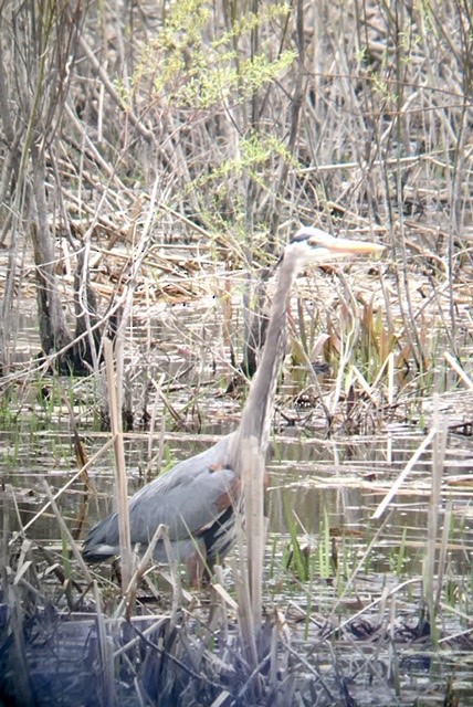 Great Blue Heron - ML236057751