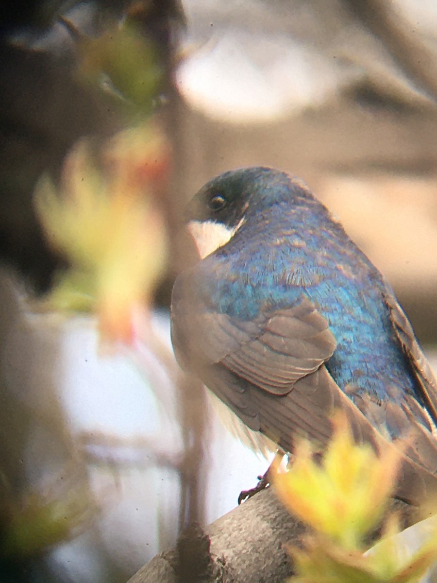 Tree Swallow - ML236057961