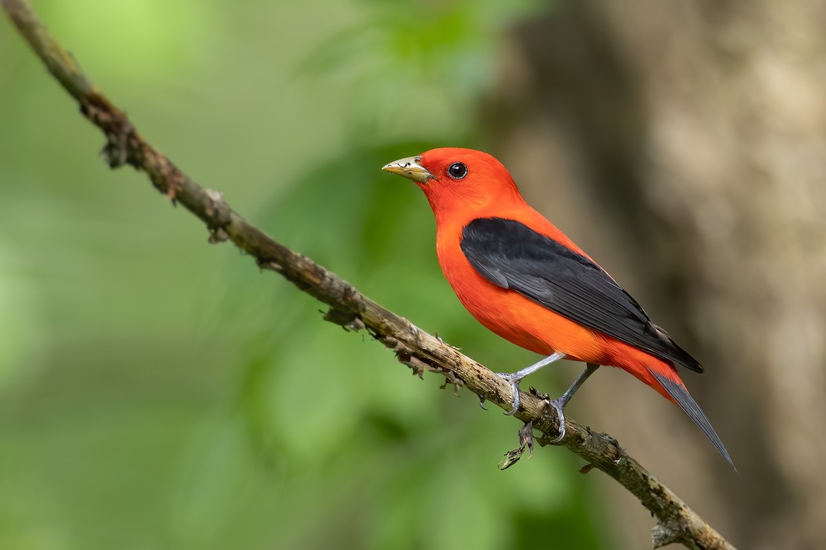 Scarlet Tanager - Ryan Sanderson