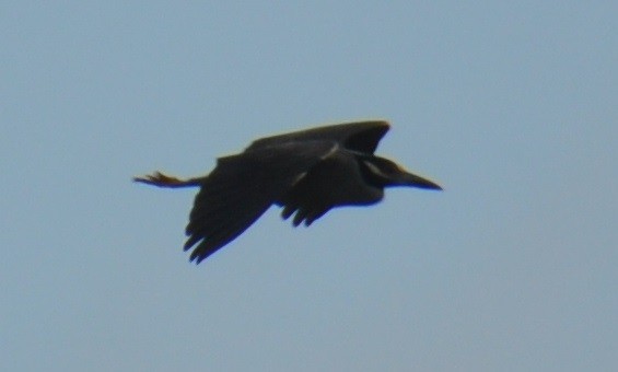 Yellow-crowned Night Heron - ML236059071