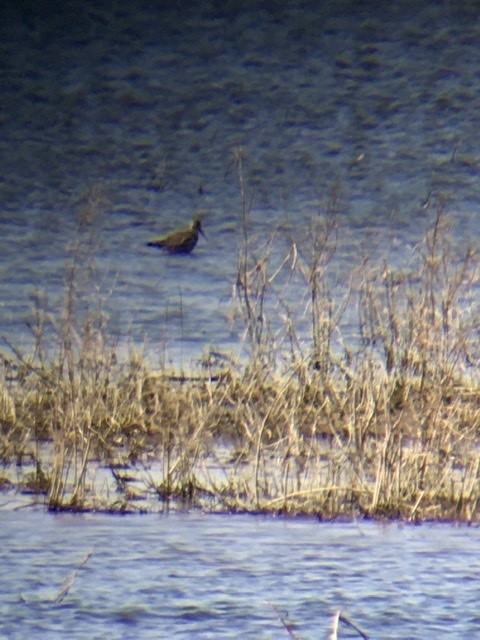 Greater Yellowlegs - ML236059211