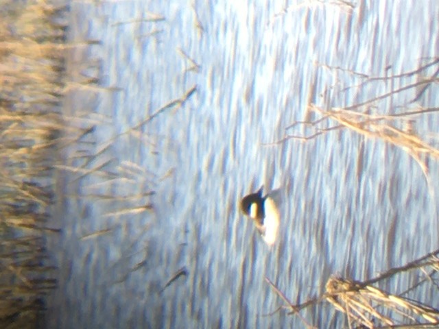 Bufflehead - ML236059871