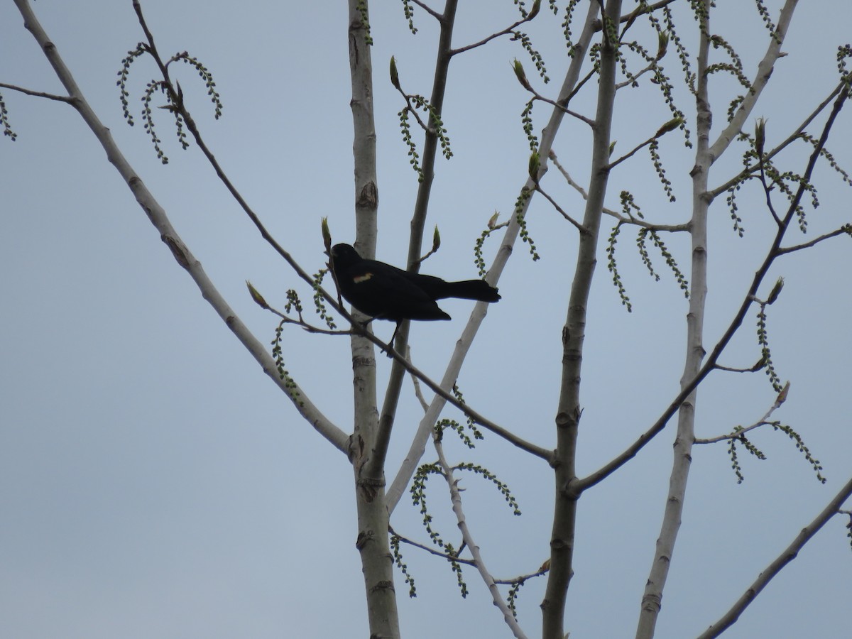 Red-winged Blackbird - ML236059951