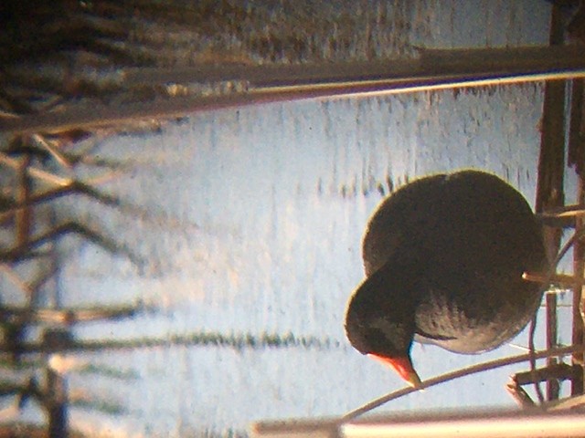 Common Gallinule - ML236060001