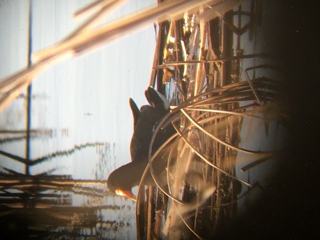 Common Gallinule - ML236060011