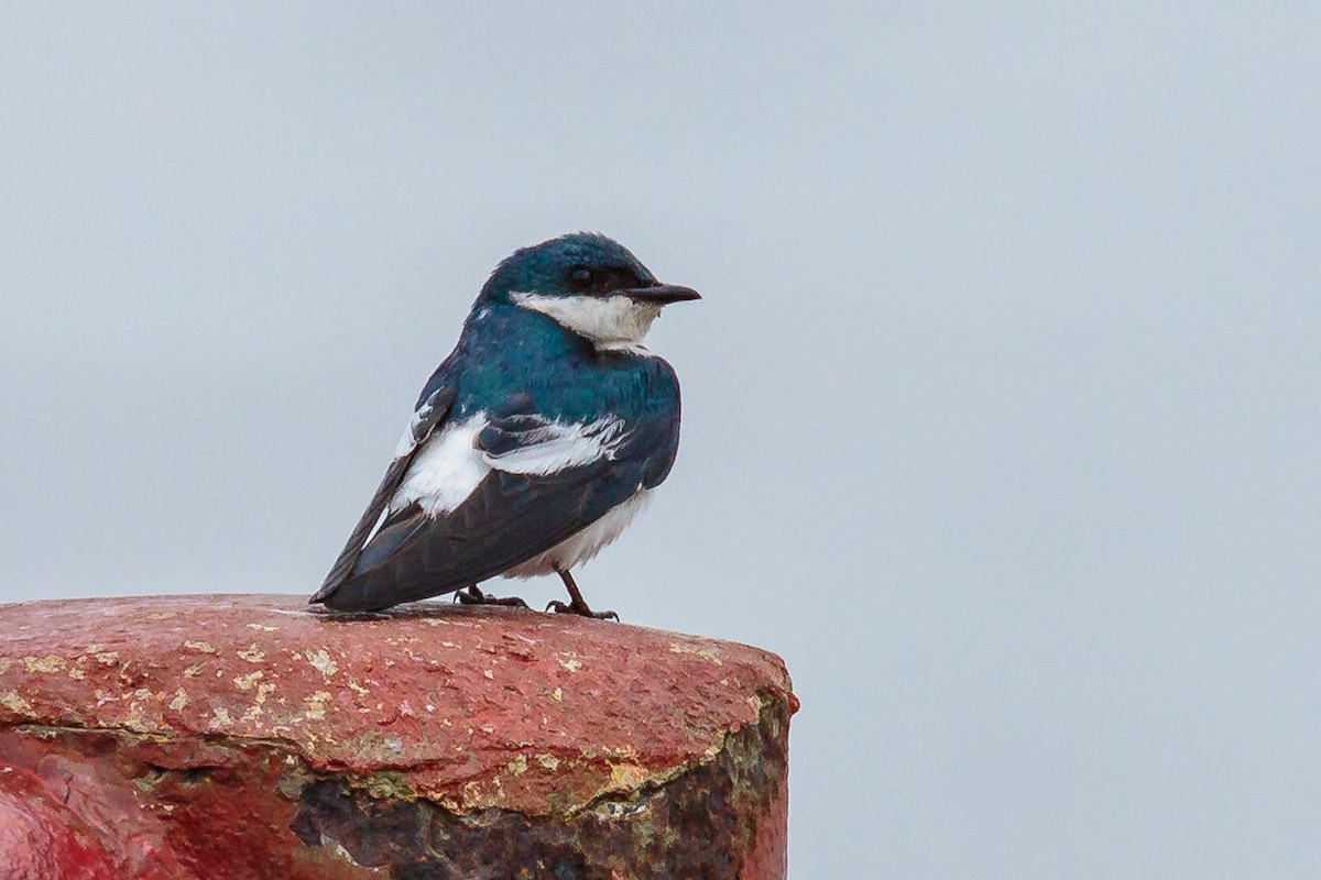 White-winged Swallow - Rolf Simonsson