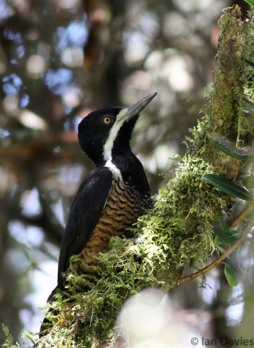 Powerful Woodpecker - Ian Davies