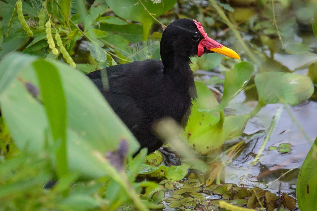 Wattled Jacana - ML236061341