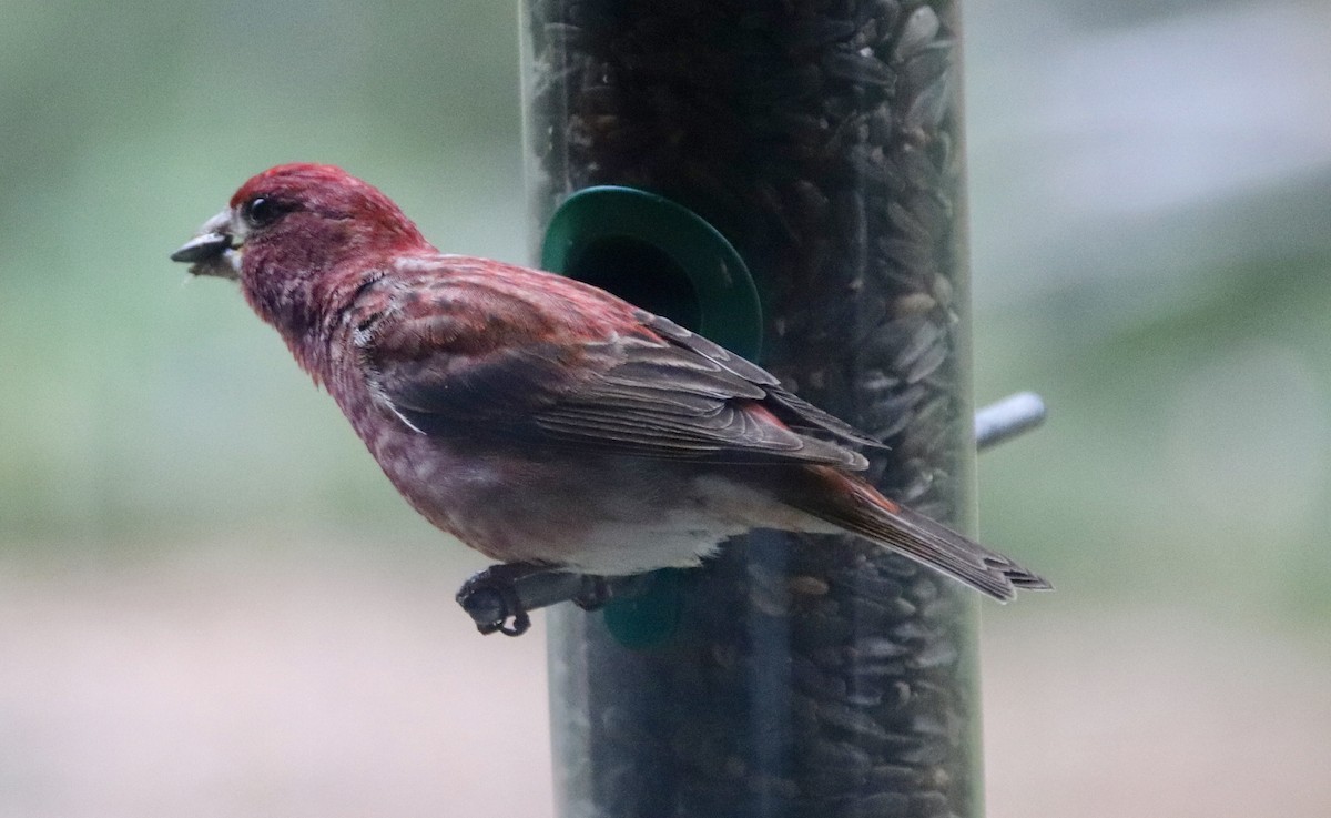 Purple Finch - Dana-Maree Maney