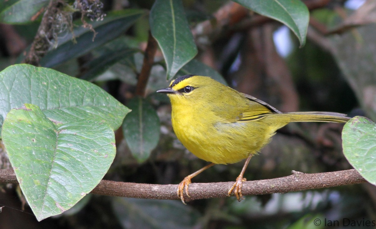 Black-crested Warbler - Ian Davies