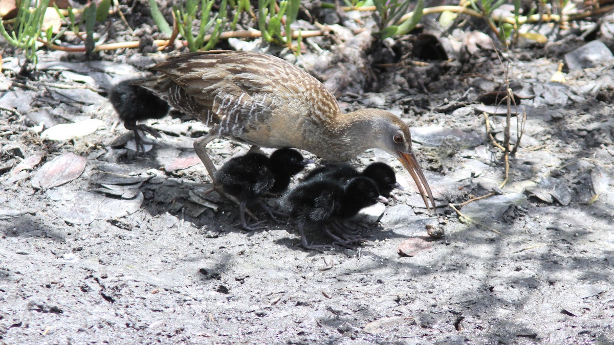 Clapper Rail - ML236062371