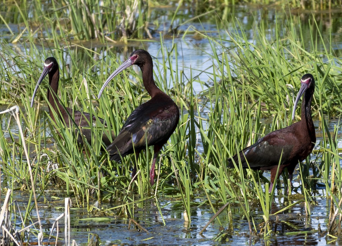 White-faced Ibis - ML236062781