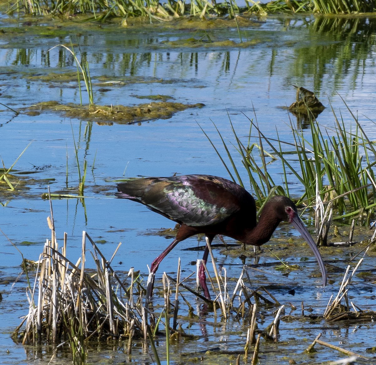 White-faced Ibis - Jason Sweeney