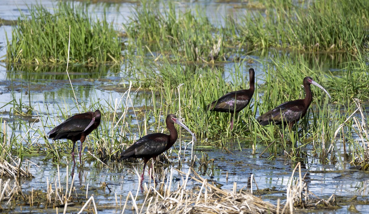 White-faced Ibis - ML236062831