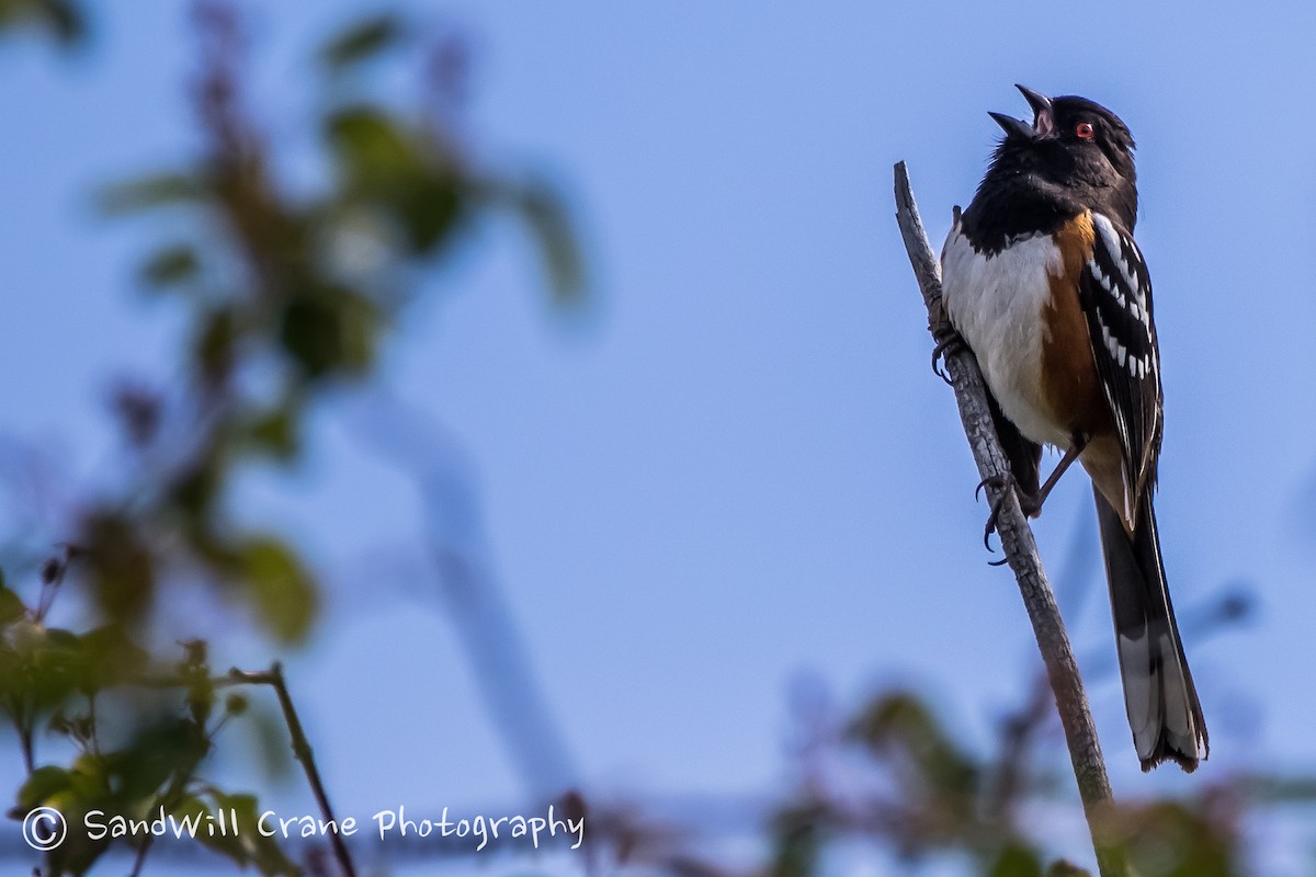 Spotted Towhee - ML236063431