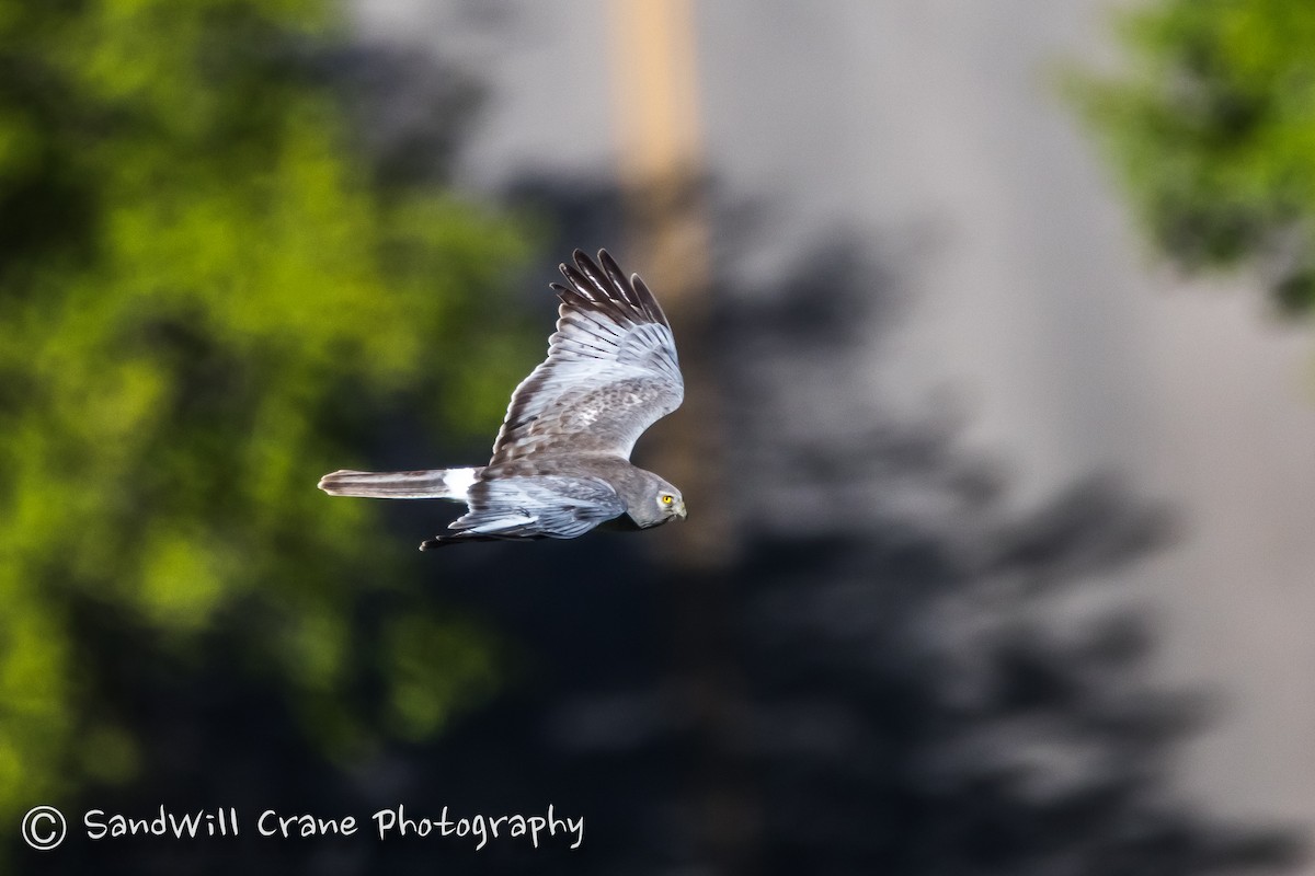 Northern Harrier - ML236063581