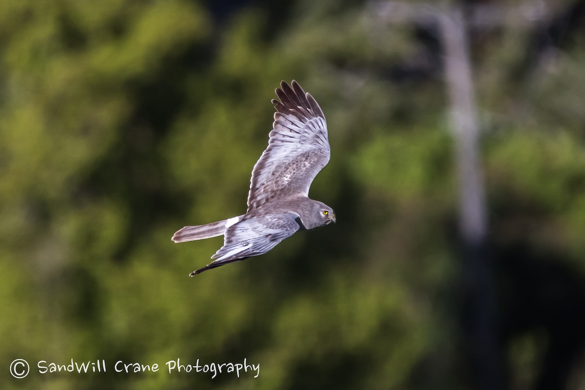 Northern Harrier - ML236063631