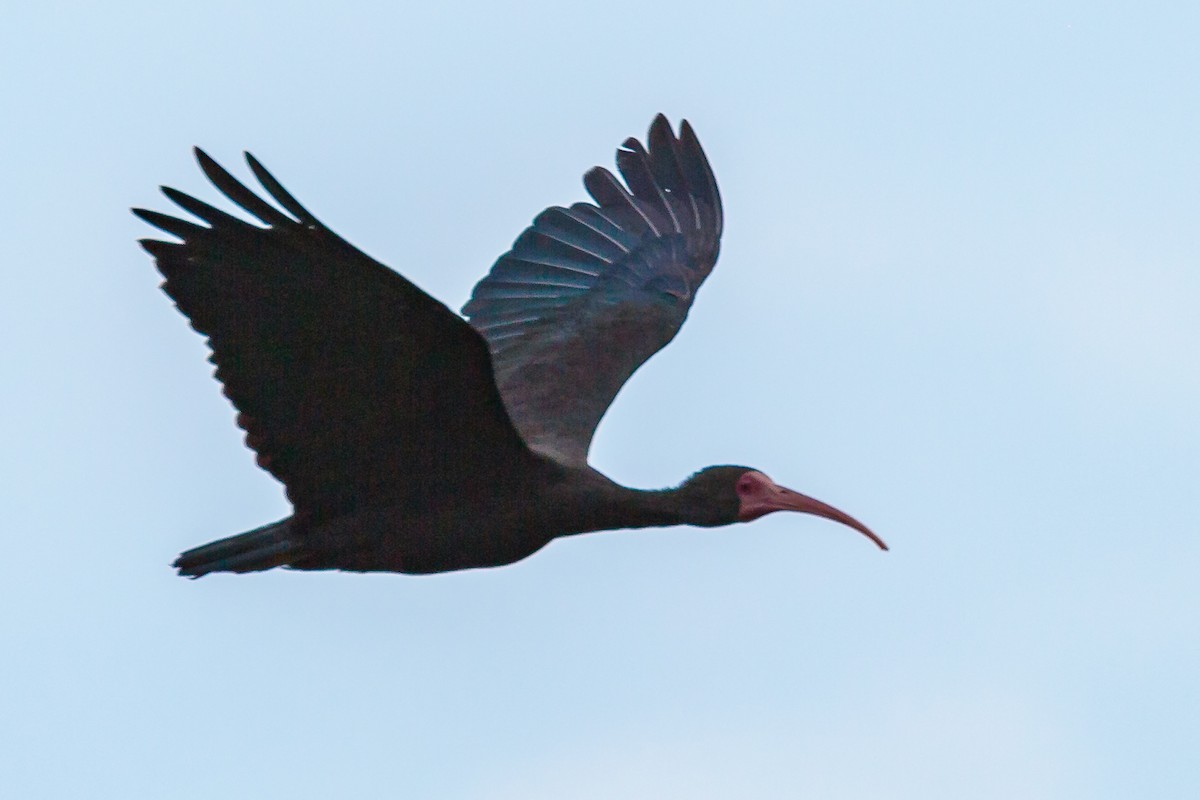ibis tmavý - ML236063661