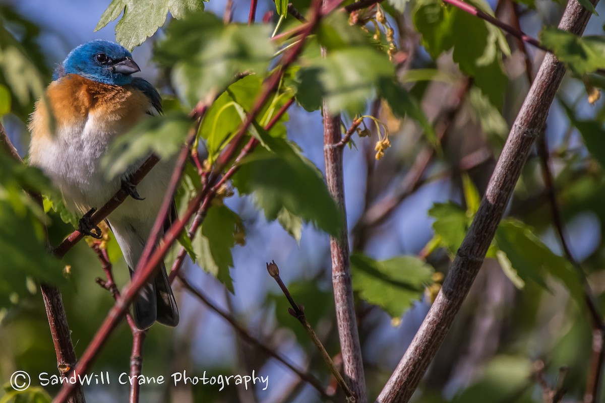 Lazuli Bunting - ML236063741