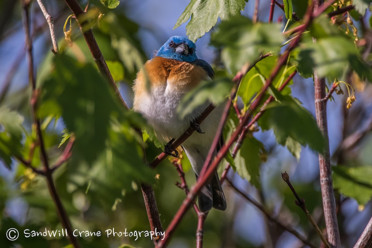 Lazuli Bunting - ML236063751