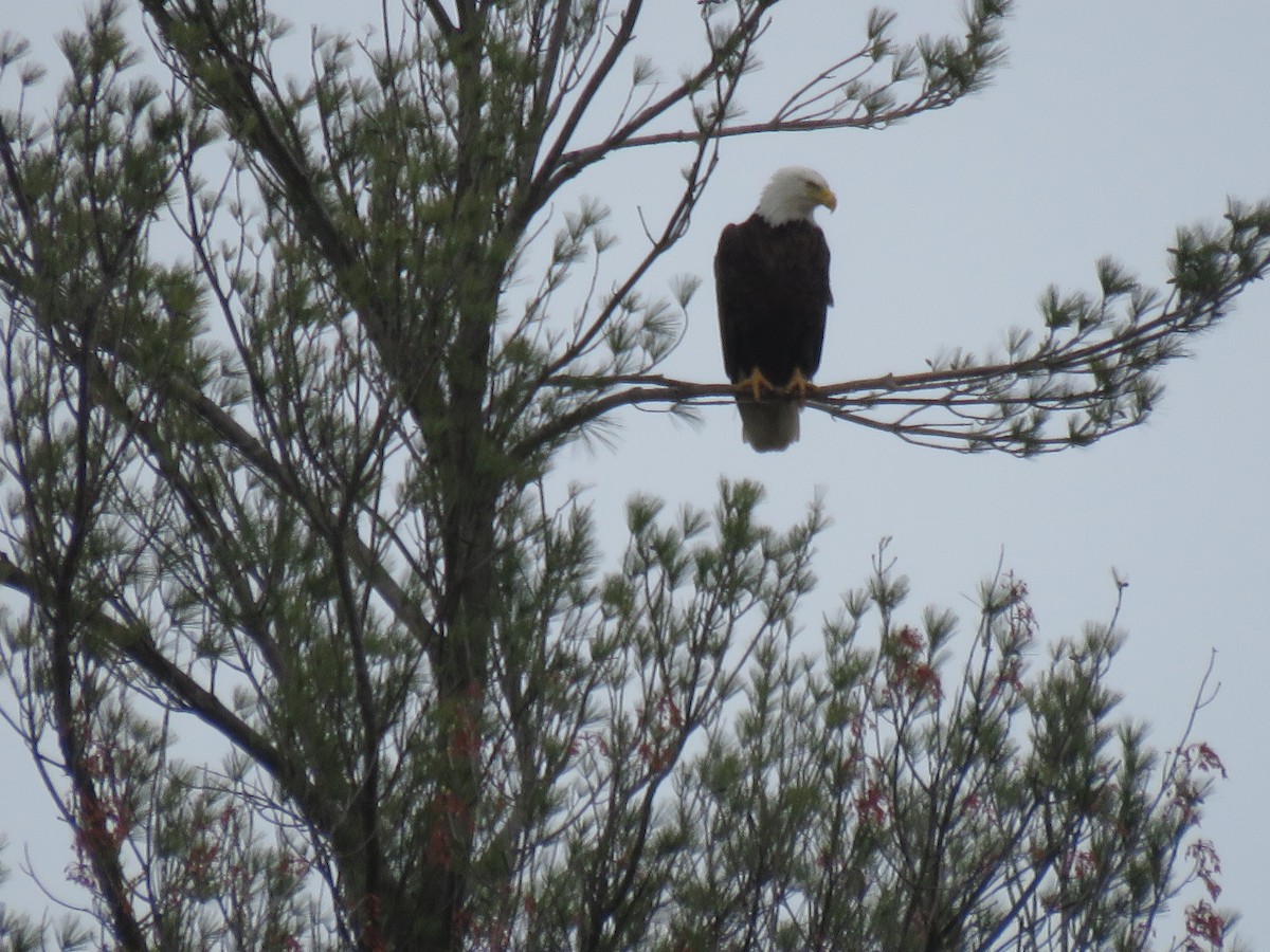 Bald Eagle - ML236065991