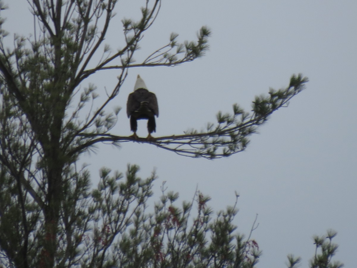 Bald Eagle - ML236066011