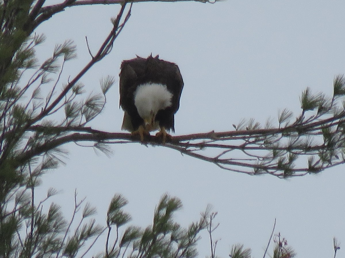 Bald Eagle - ML236066021