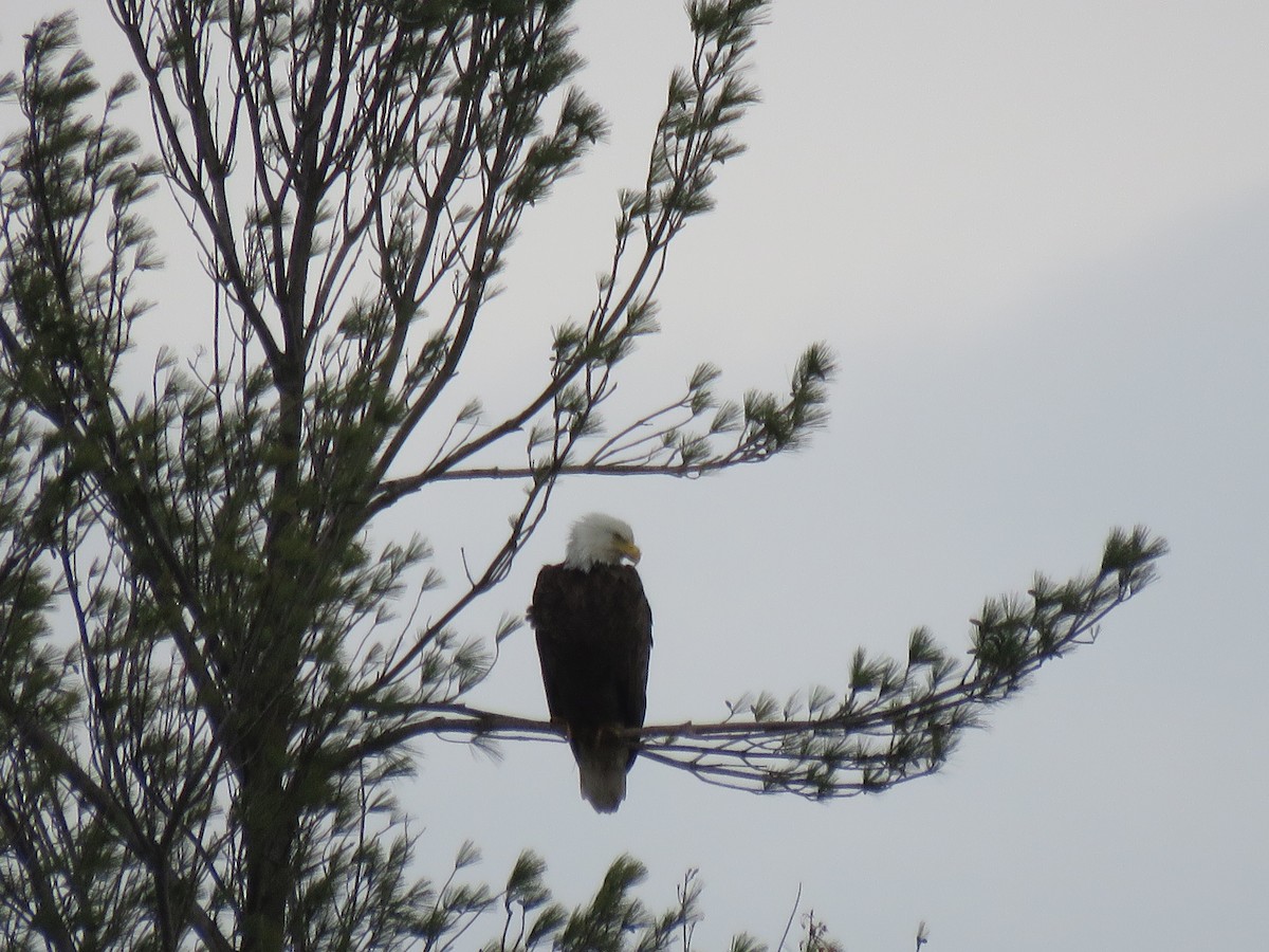 Bald Eagle - ML236066081