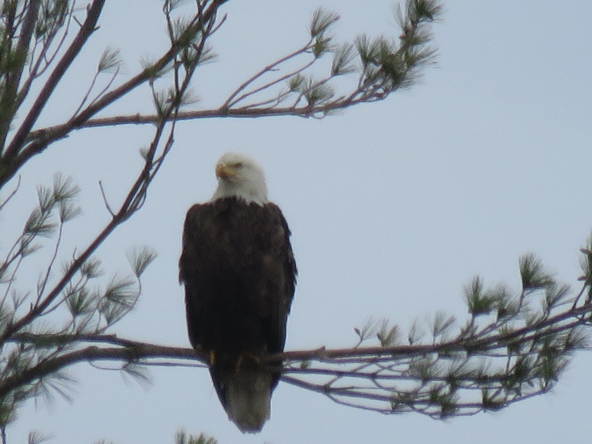 Bald Eagle - ML236066111