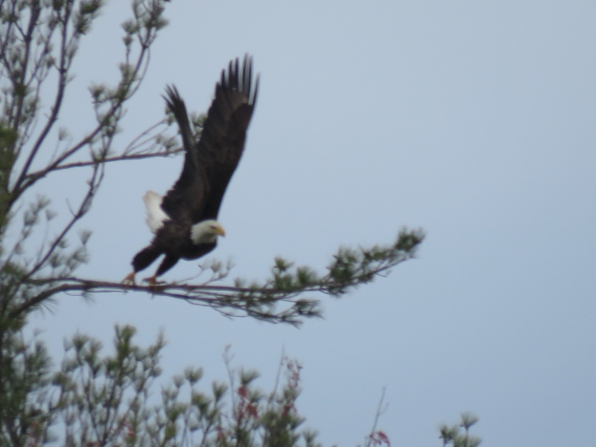 Bald Eagle - ML236066131