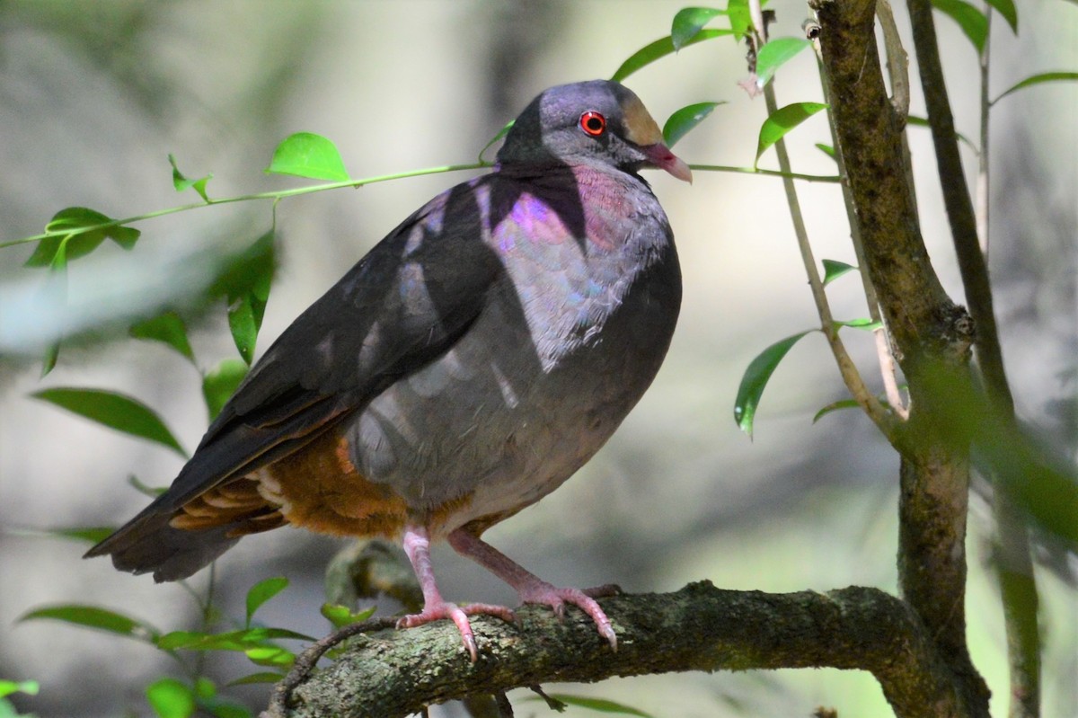 White-fronted Quail-Dove - ML236066381