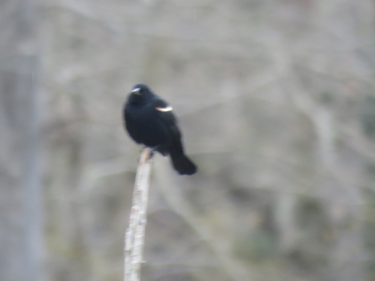 Red-winged Blackbird - ML236066571