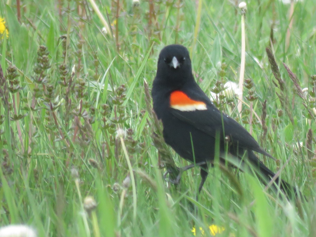 Red-winged Blackbird - ML236066611