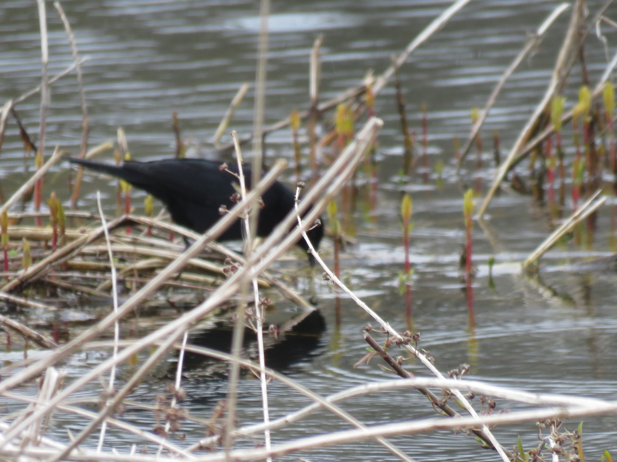 Red-winged Blackbird - ML236066621