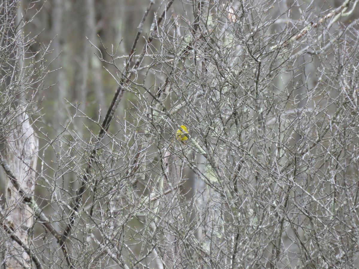 Yellow Warbler - ML236066891