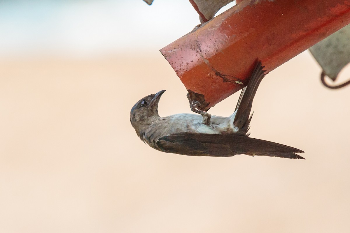 Gray-breasted Martin - Rolf Simonsson