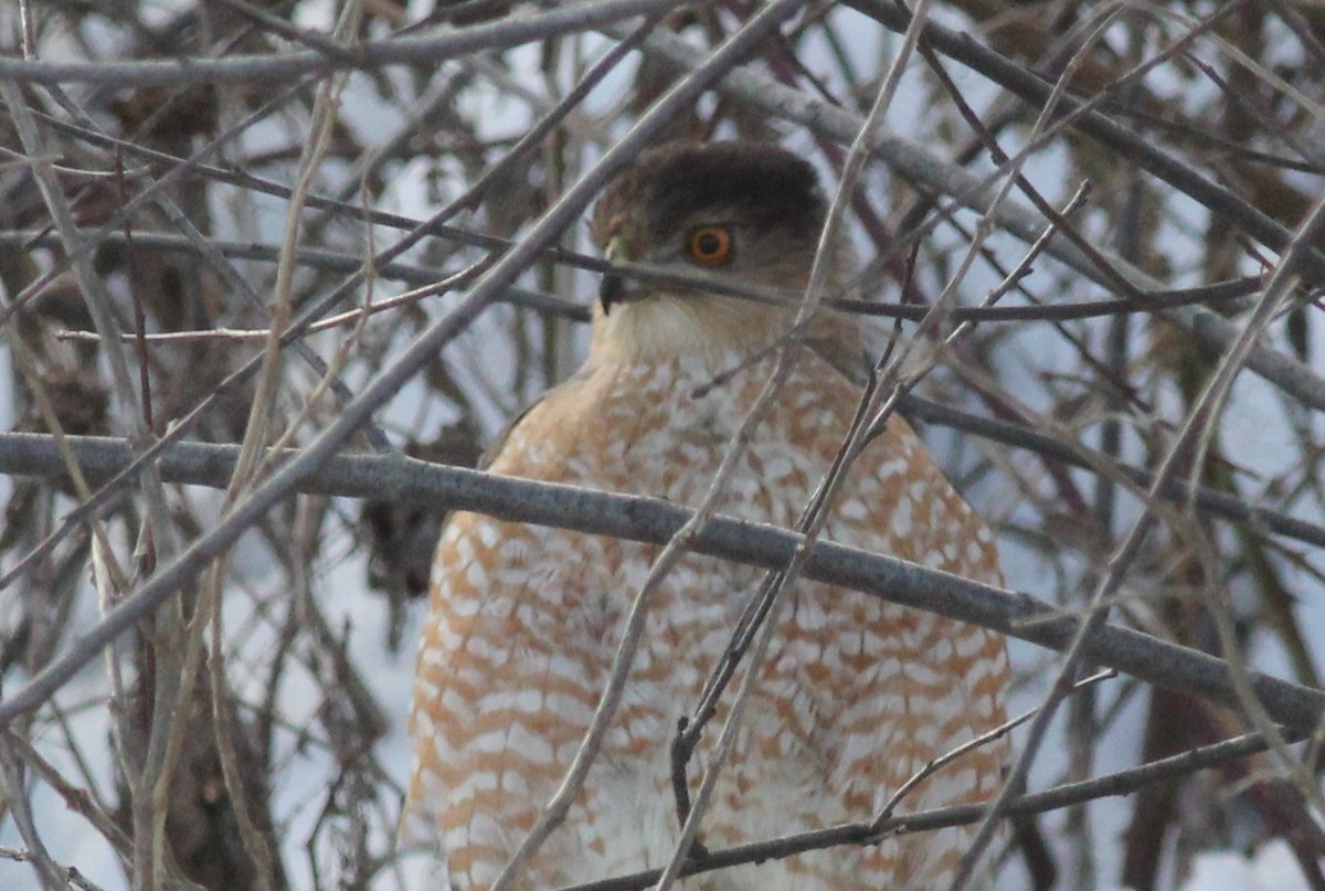 Cooper's Hawk - Margaret Viens