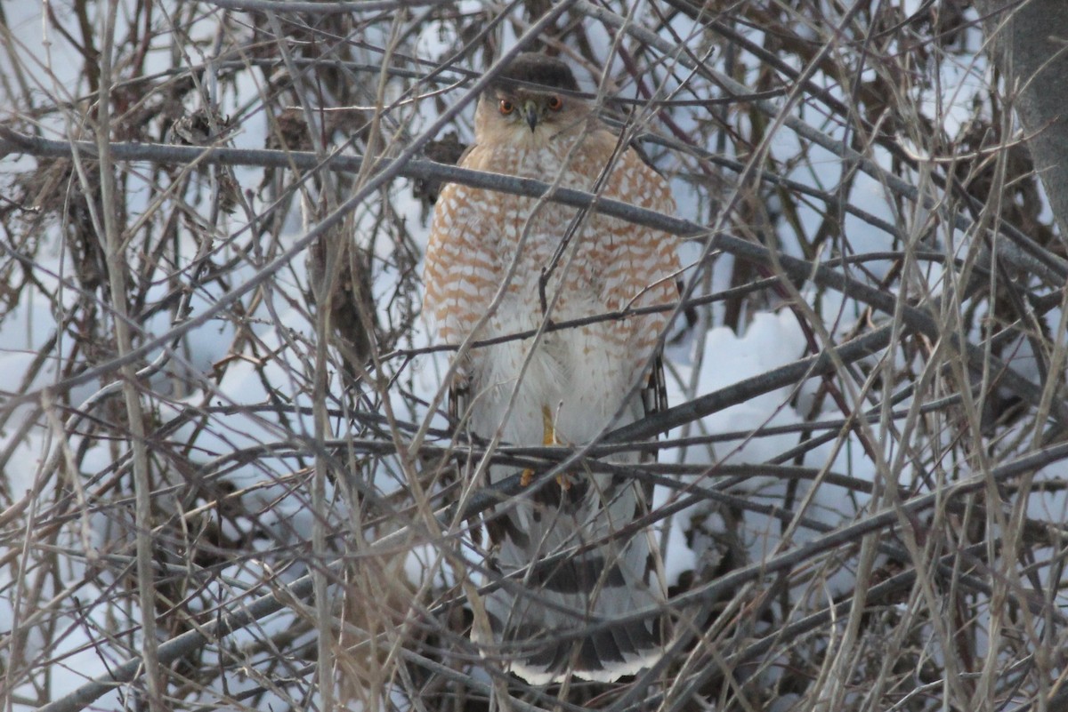 Cooper's Hawk - ML23606811