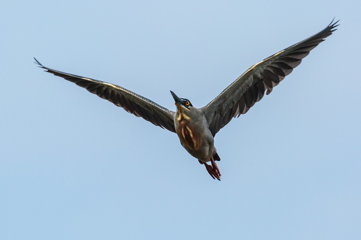 Striated Heron - ML236068141