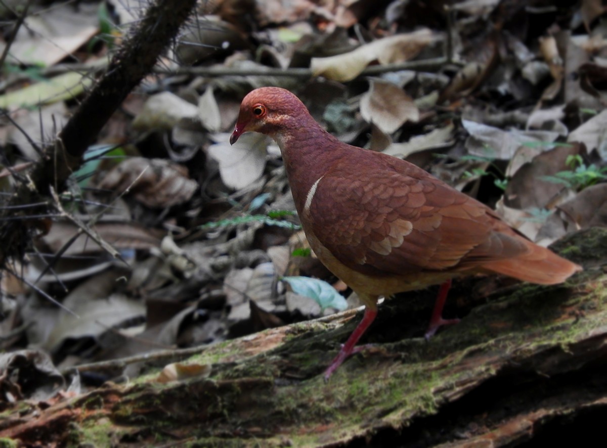 Ruddy Quail-Dove - Cornelio Chablé