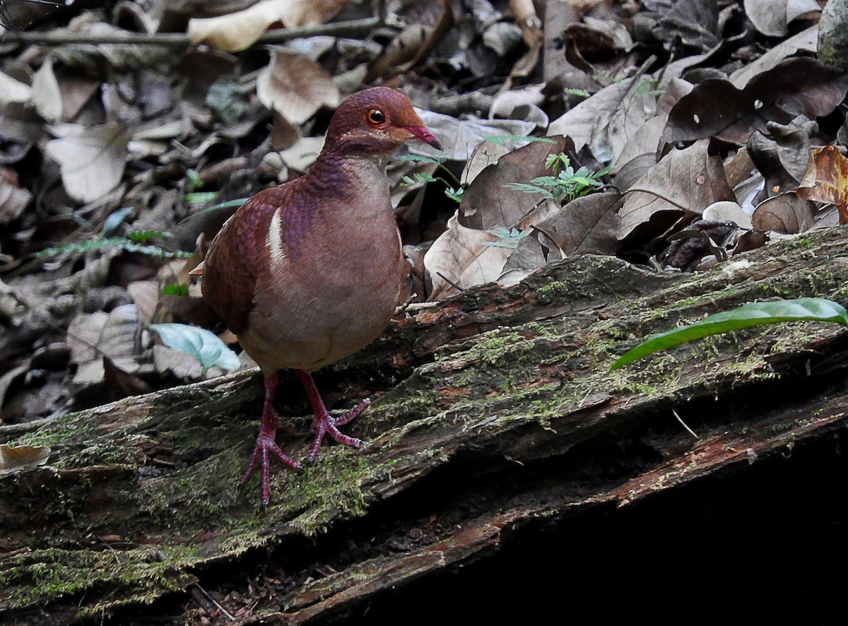 Ruddy Quail-Dove - ML236070791
